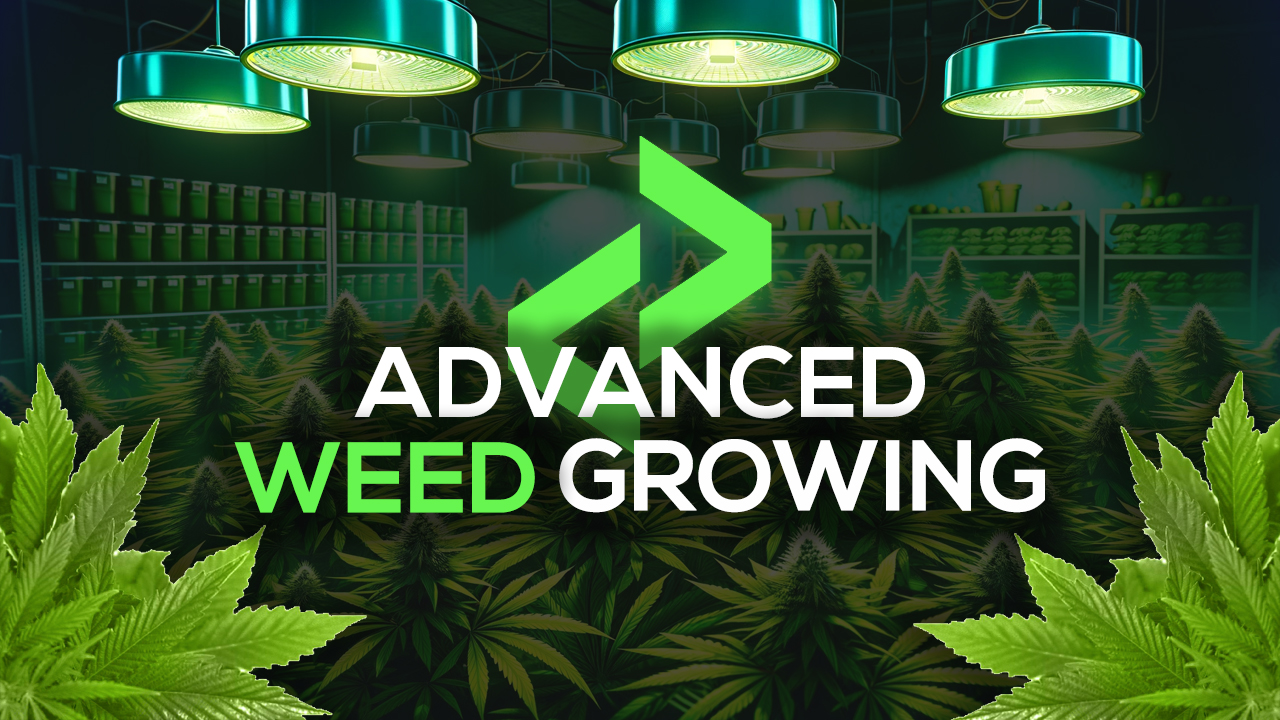 Most Popular FiveM Weed Growing Script | Lation Scripts